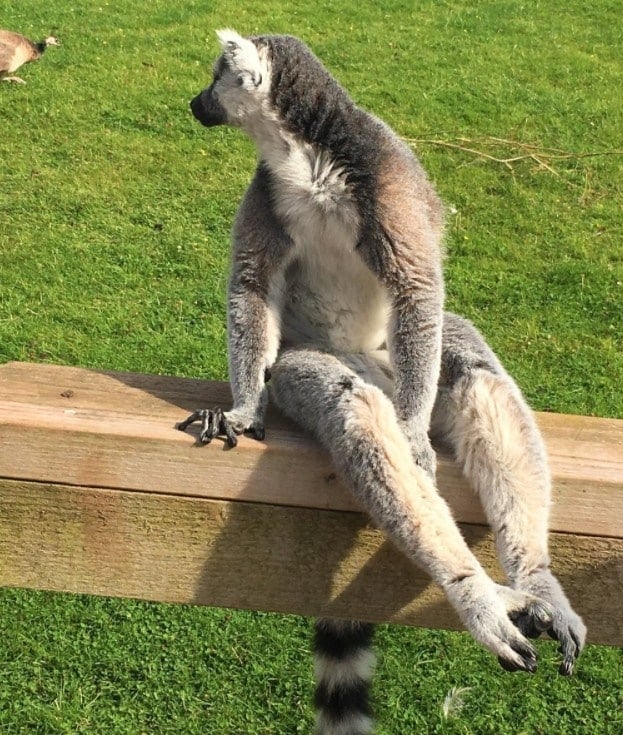 South Lakes Safari Zoo - Lemur