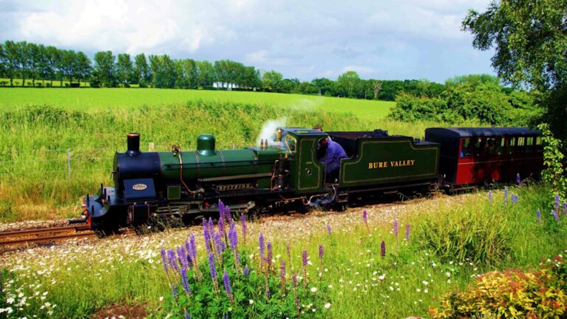 Bure Valley Railway - Train Passing Through a Wildflower Meadow