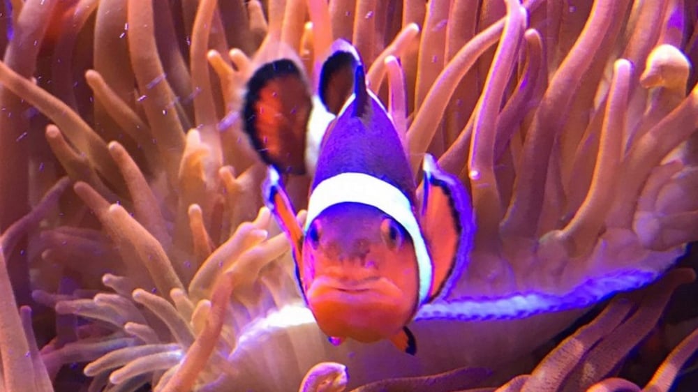 SEALIFE Huntstanton - Clown Fish1