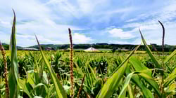 The Great Ryedale Maze – Maize Maze