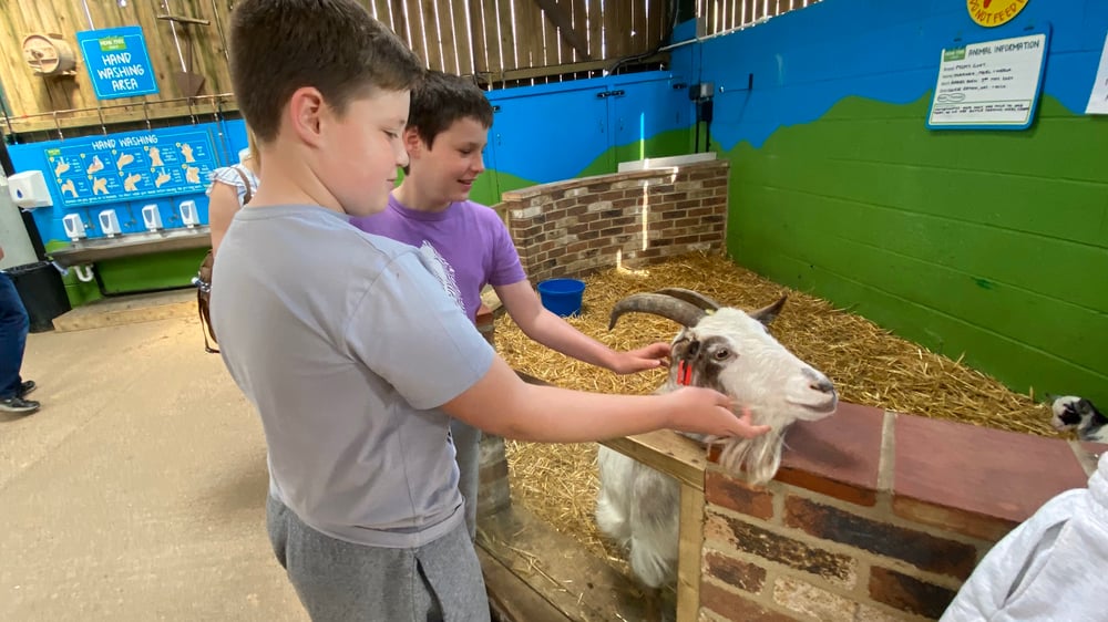 Monk Park Farm - Goat