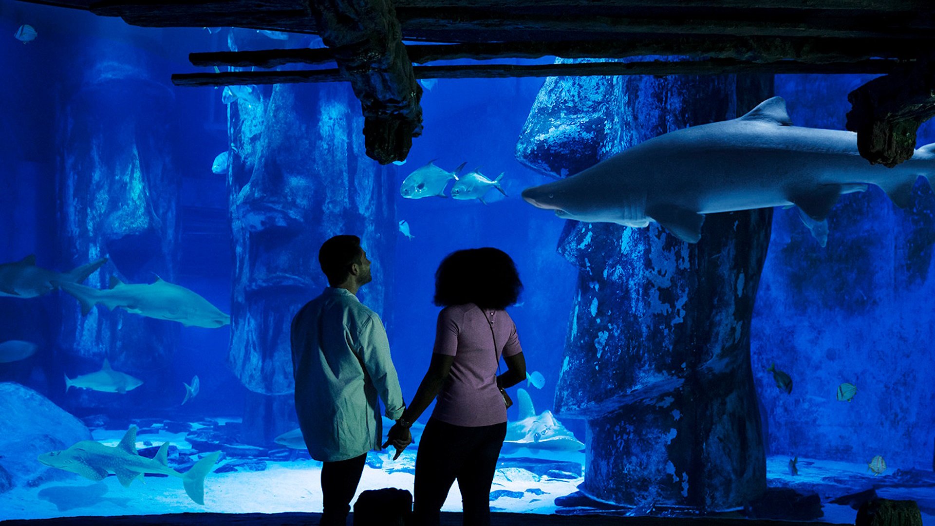 SEA LIFE London Aquarium - Shark Tank