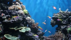 Blue Reef Aquarium Portsmouth