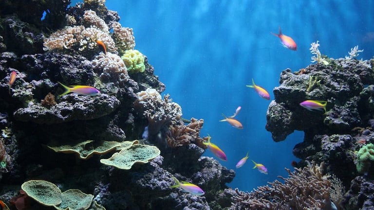 Blue Reef Aquarium Portsmouth Coral Reef 768x432