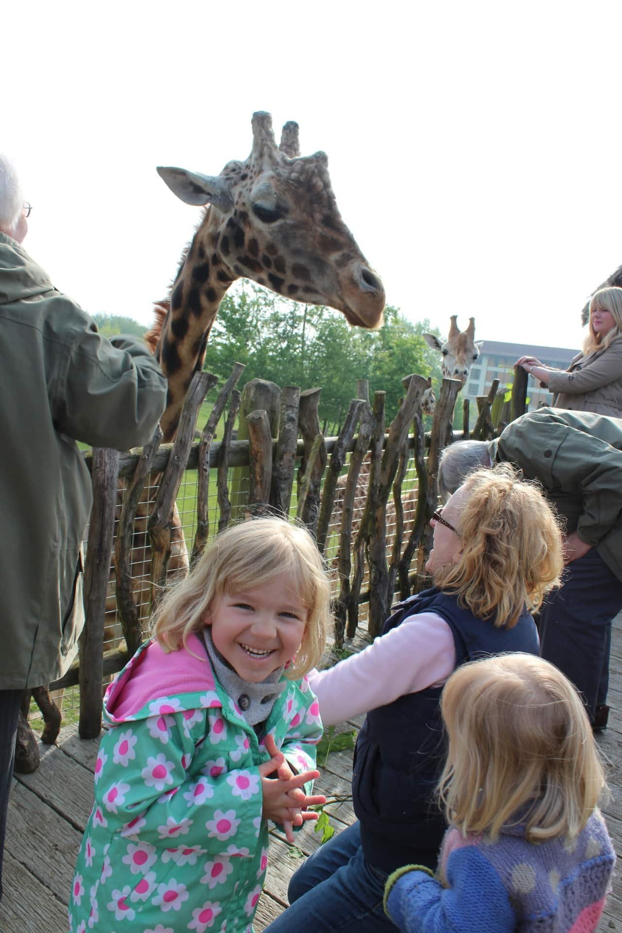 Chessington World of Adventures Resort - Giraffe