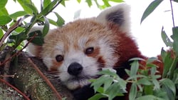 Shepreth Wildlife Park