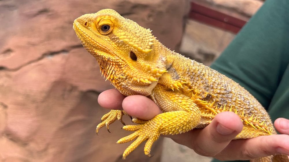Exotic Zoo - Dragon