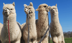 Charnwood Forest Alpacas