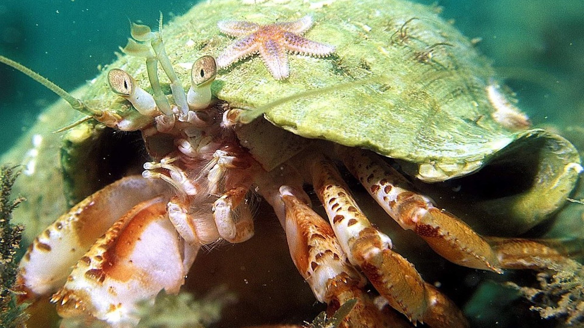 Ilfracombe Aquarium - Crustacean with Starfish on shell