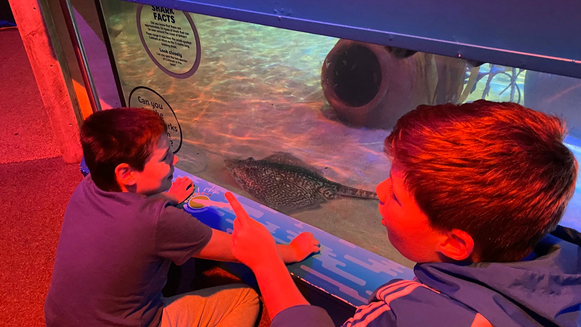 SEA LIFE Scarborough - Stingrays