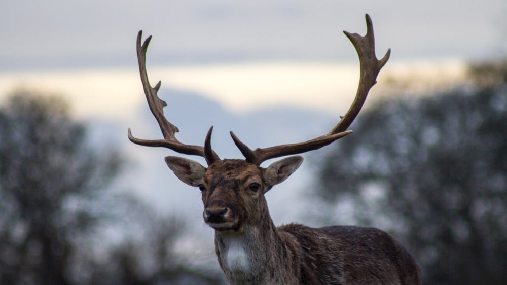 Lincolnshire Wildlife Park - Reindeer