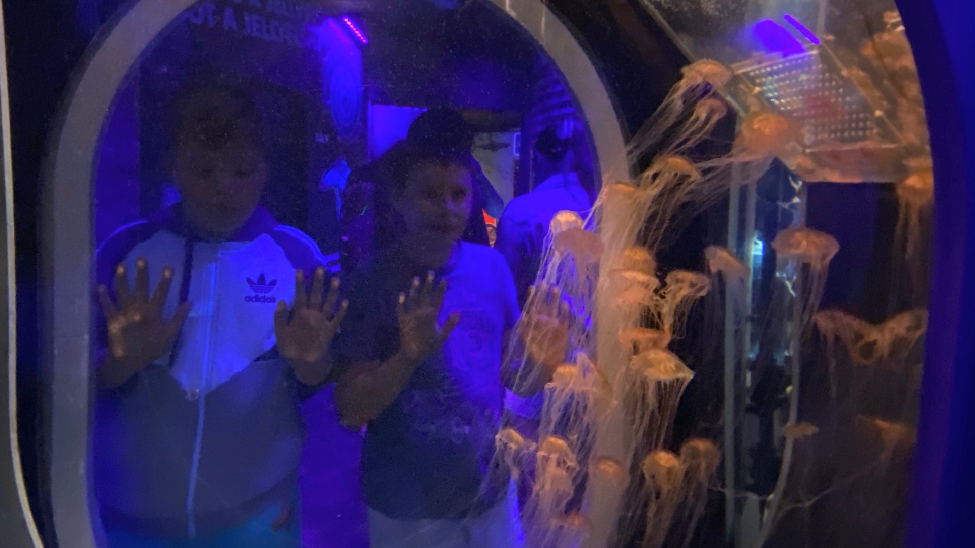 SEA LIFE Scarborough - Jellyfish