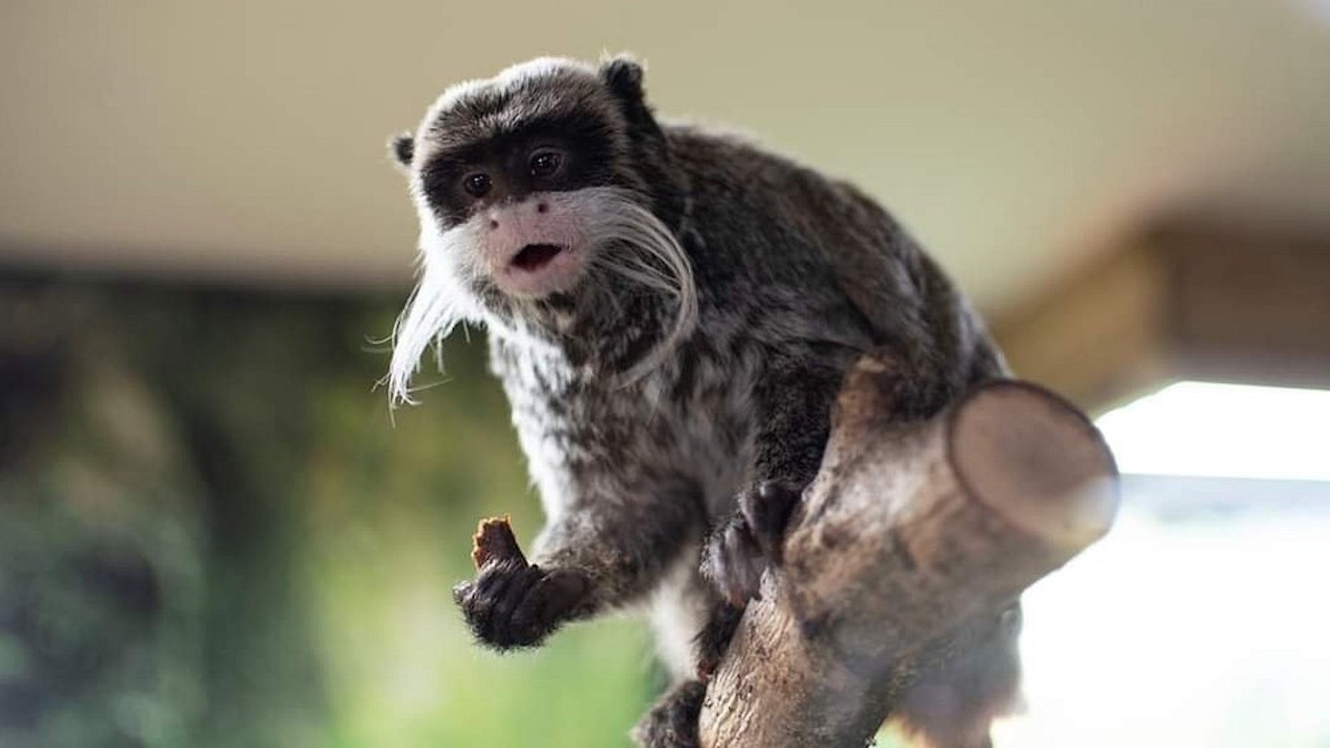 Lakeland Wildlife Oasis - Monkey