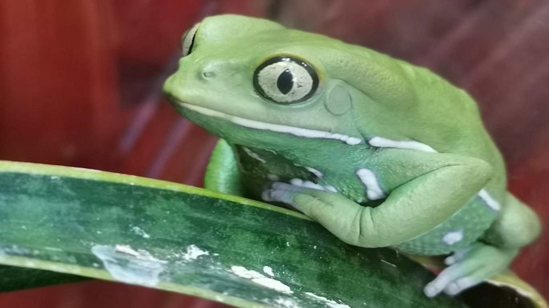 Lakeland Wildlife Oasis - Green Frog