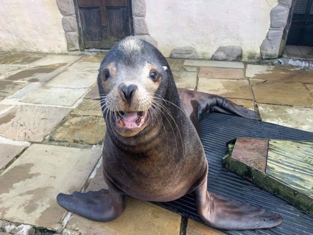 Clive the Sealion