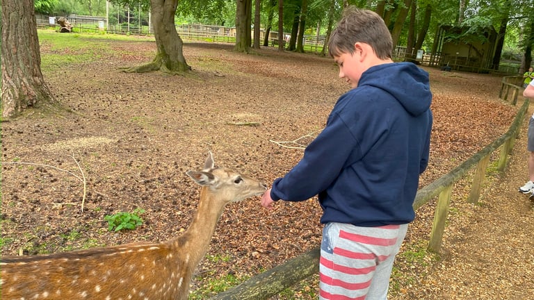 New Forest Wildlife Park Cute Deer 768x432