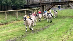 The BIG Sheep - Sheep Racing