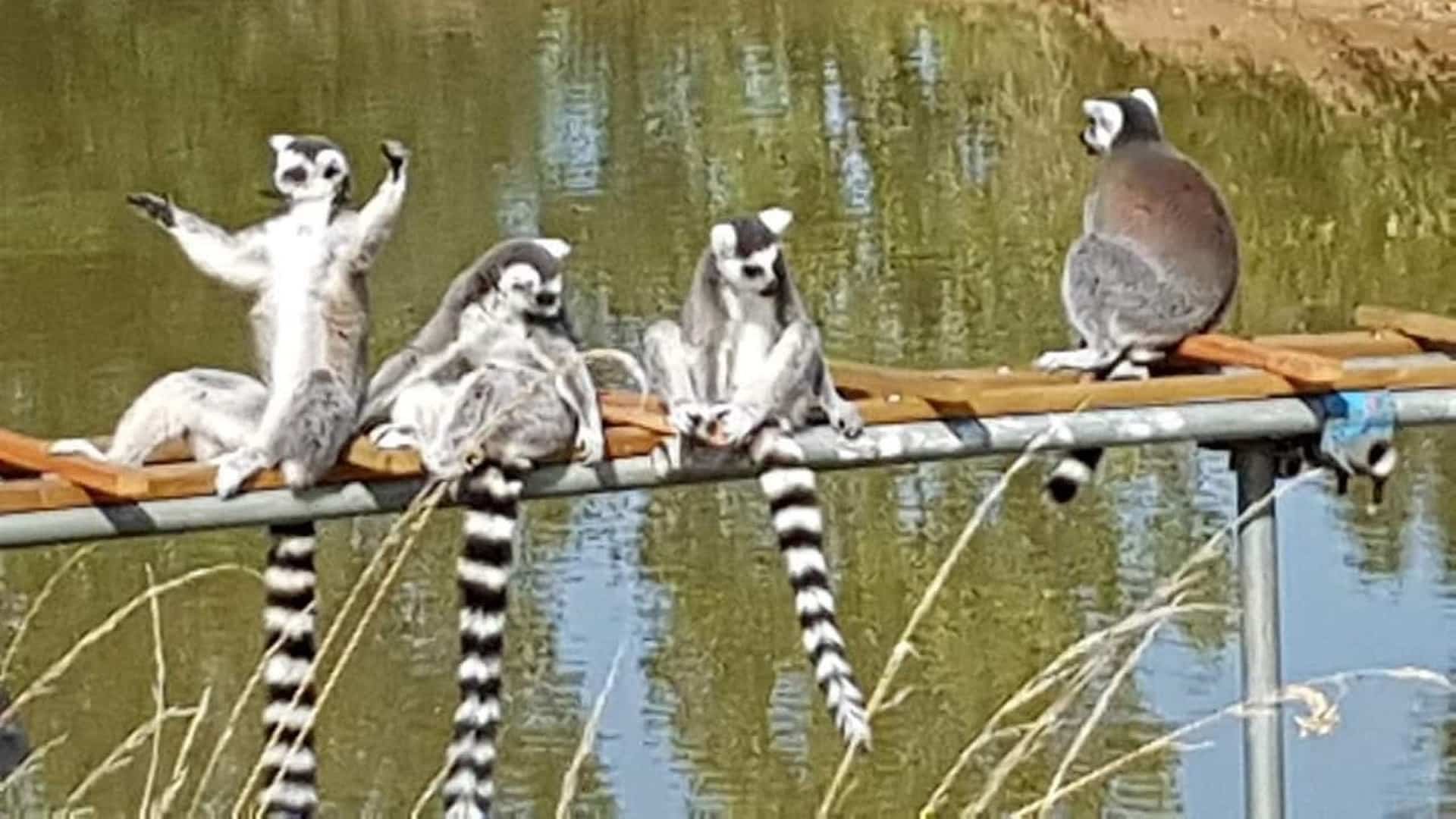 Ark Wildlife Park - Lemurs