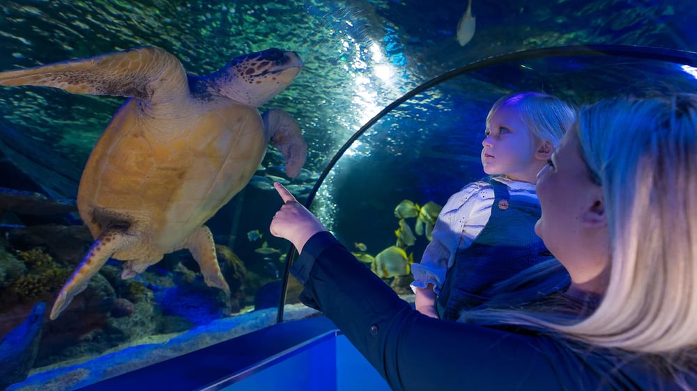 SEA LIFE Scarborough - Underwater Tunnel