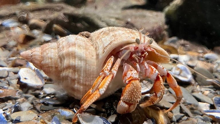 Ilfracombe Aquarium Sea Creature 768x432
