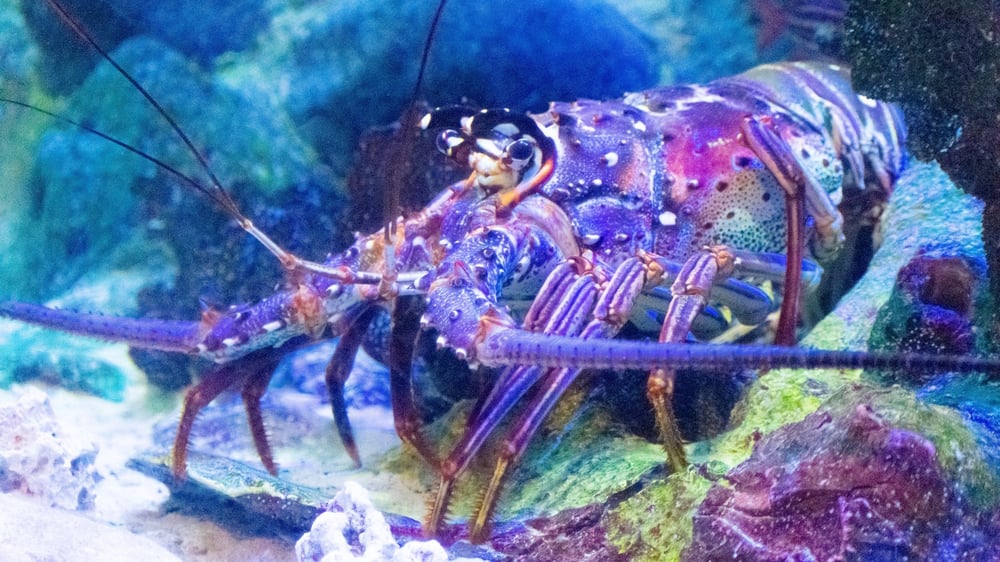 Marine Discovery Centre - Lobster