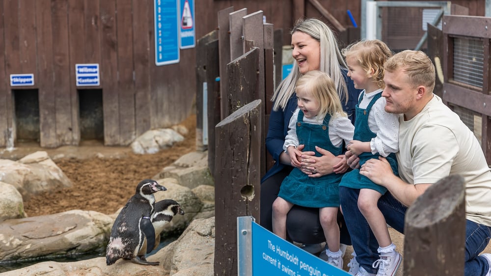Families Enjoying the Penguins at SEA LIFE