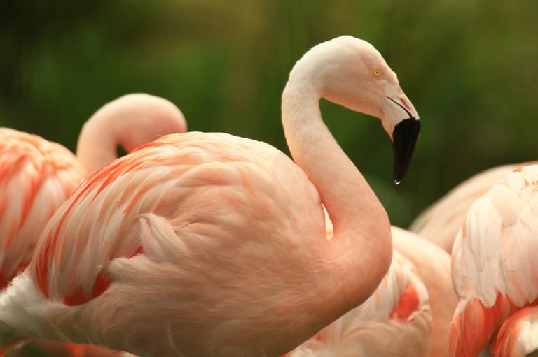 Greater Flamingos at WWT Martin Mere