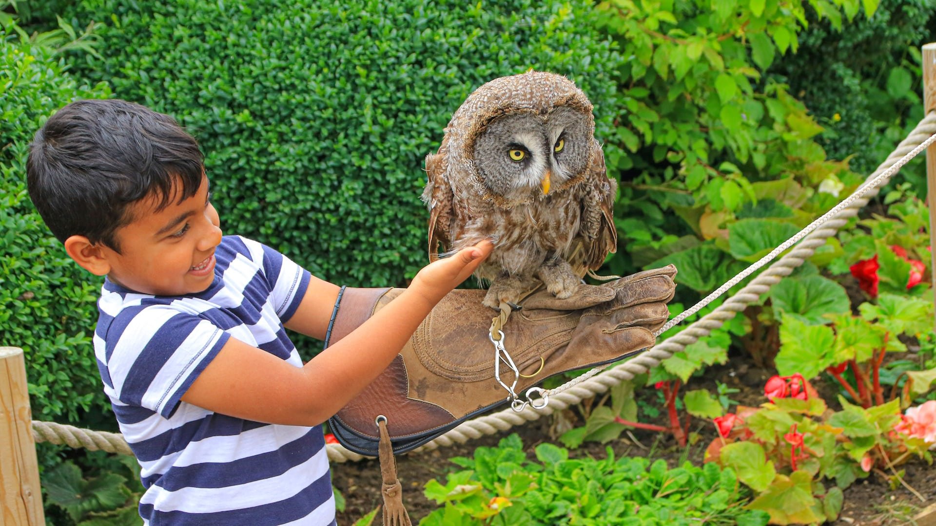 Twinlakes Park - Owl