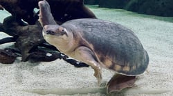 Oceanarium