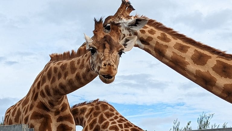 South Lakes Safari Zoo Giraffes 768x432