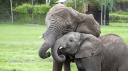 West Midlands Safari Park - African Elephants