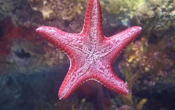 SEALIFE-Manchester-Starfish