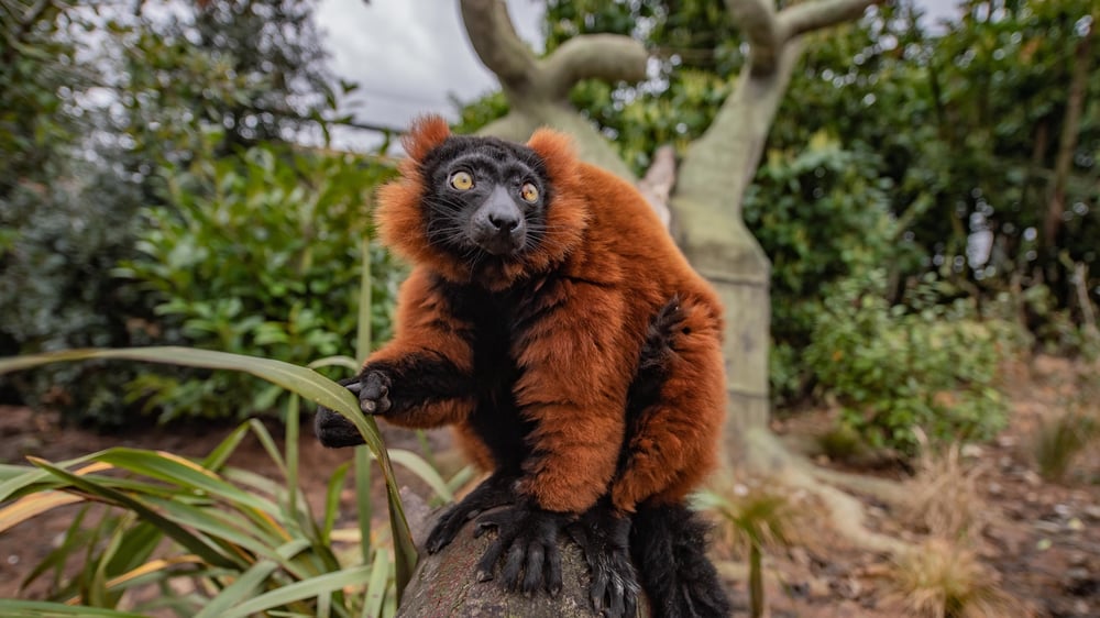 Chester Zoo - Red Ruffed Lemur
