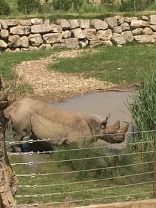 Flamingo Land Review - Black Rhino