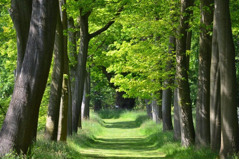 Woodland Walk-Thorp Perrow Arboretum Wildlife Park
