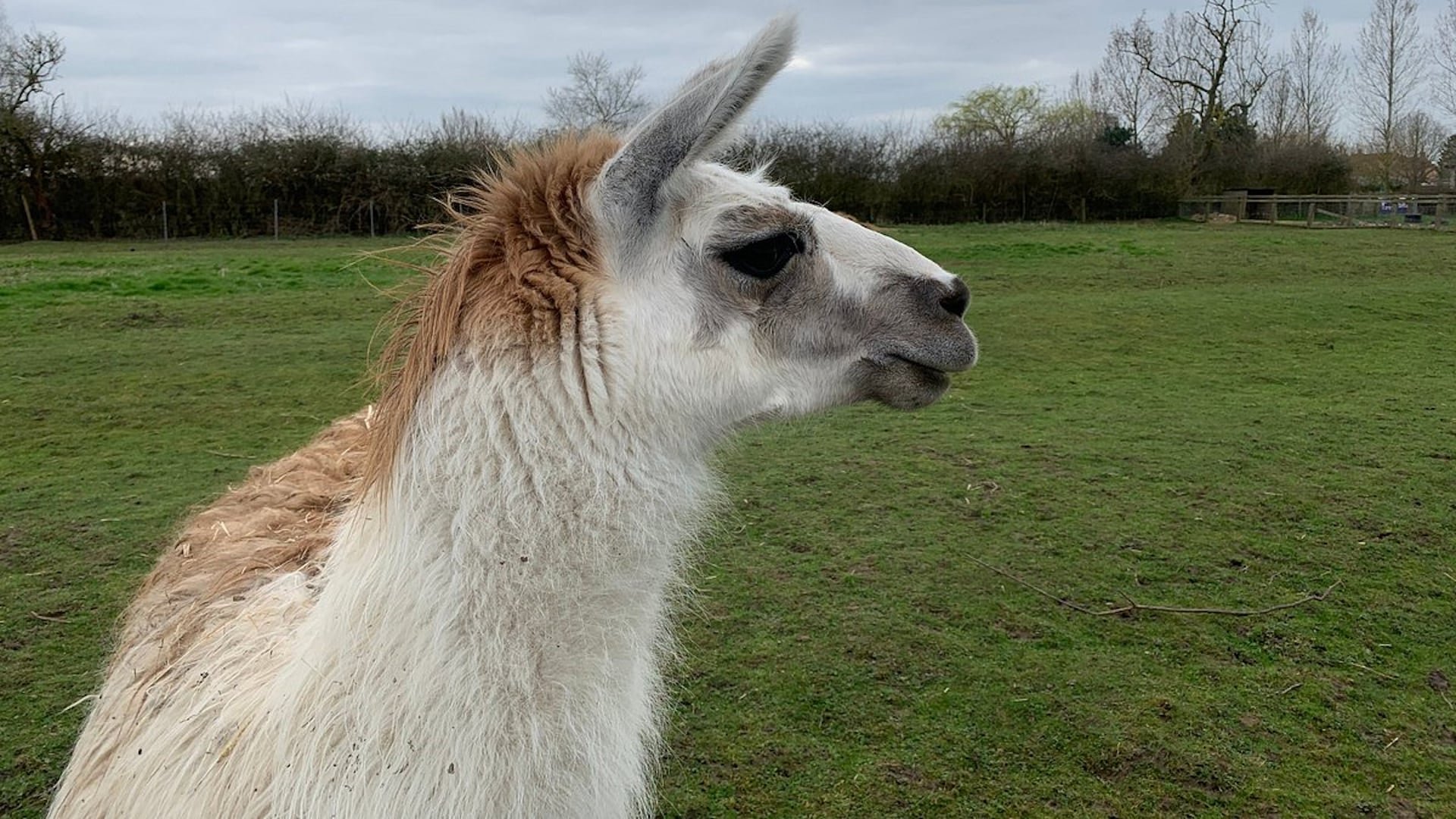 Ark Wildlife Park