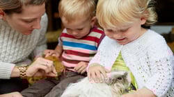 Chatsworth - Farmyard - Guinea Pig Handling