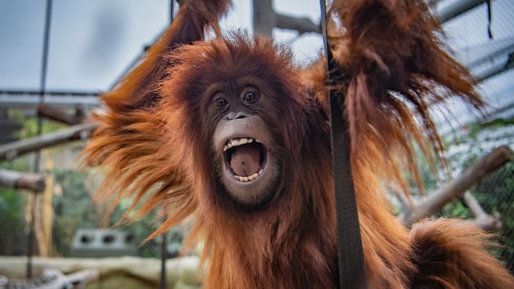Chester Zoo - Sumatran Orangutan