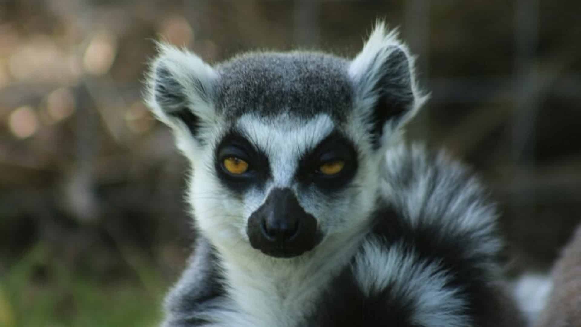 Africa Alive - Lemur