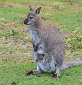 Wallaby - Thorp Perrow Arboretum Wildlife Park