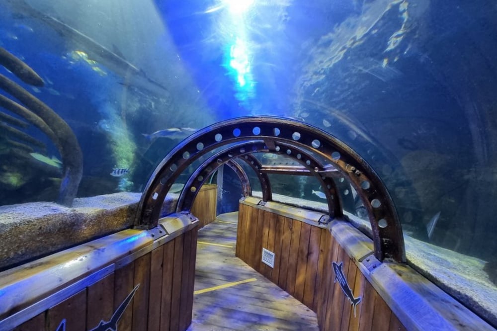 SEALIFE Huntstanton - Ocean Tunnel
