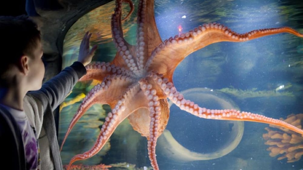 SEA LIFE Large Octopus
