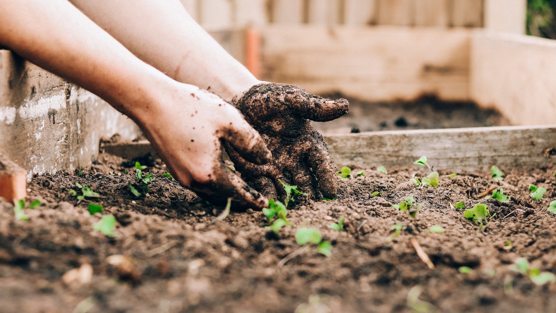 Planting Seedlings