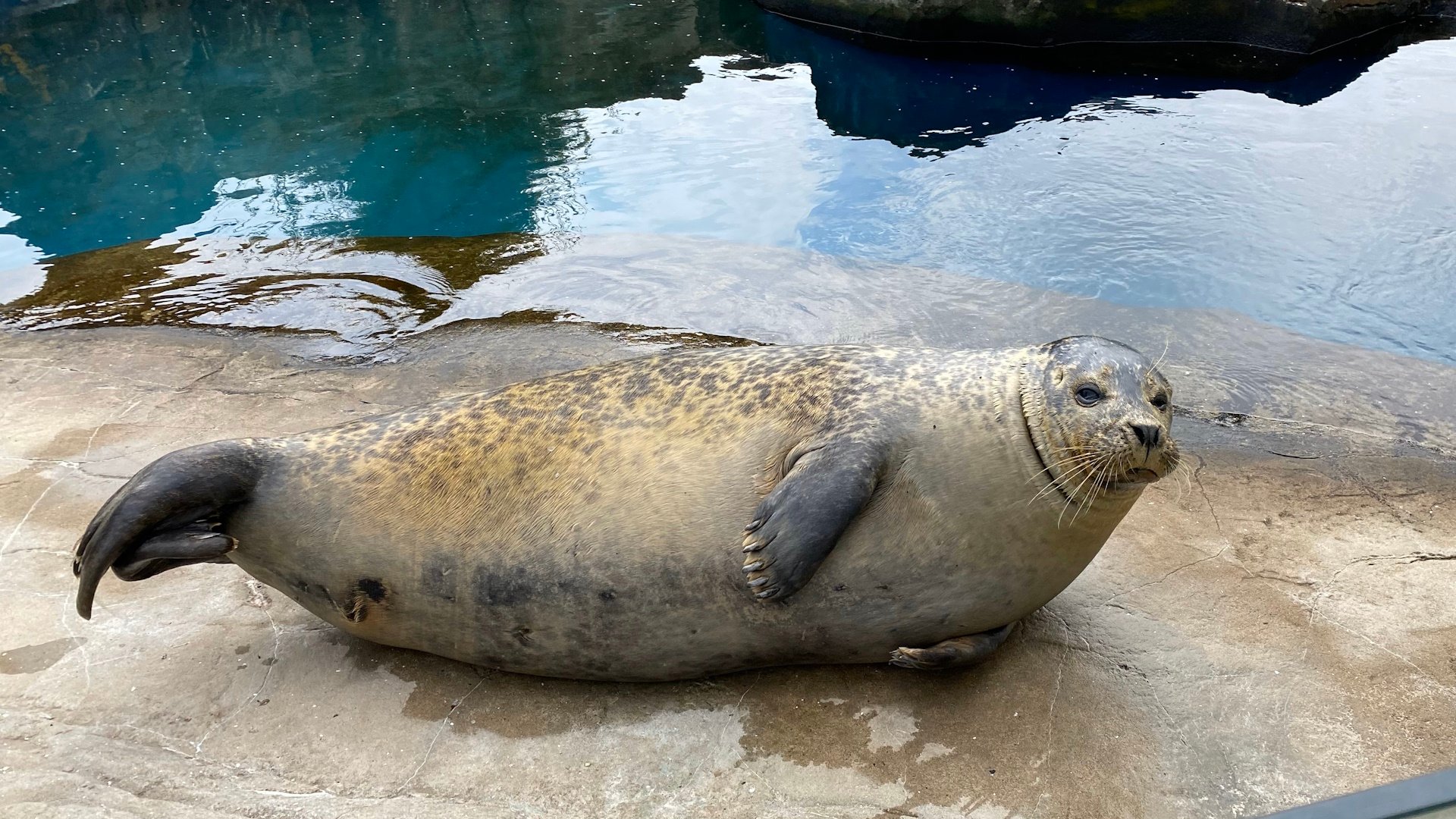 SEA LIFE Scarborough - Seal
