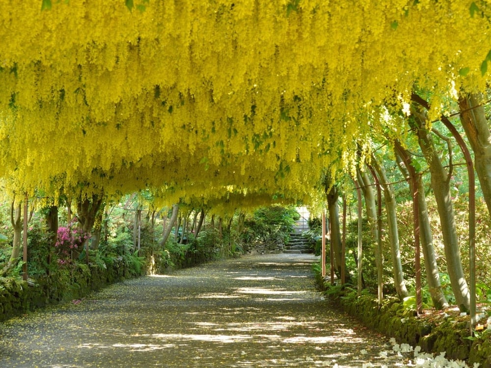 National Trust - Bodmant Gardens Wales - Laburnum Arch