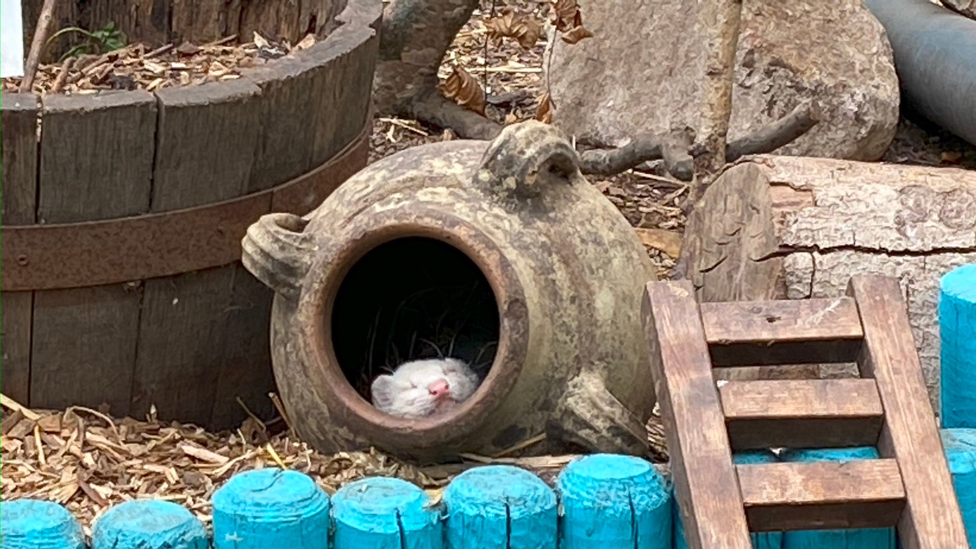 New Forest Wildlife Park - Cute Animal Sleeping