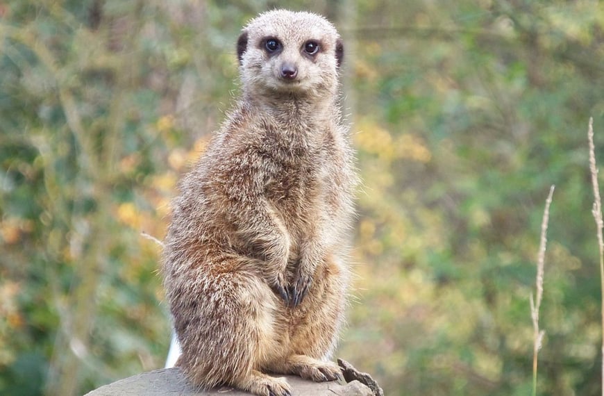 Thorp Perrow - Meerkat