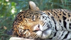 Amazona Zoo