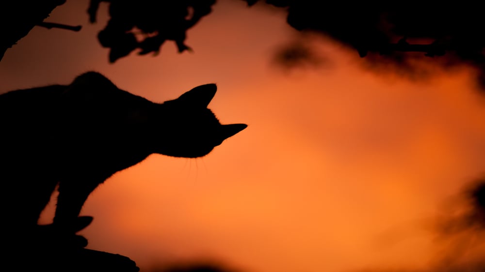 Halloween Animal