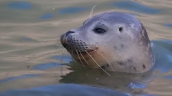 Natureland Seal Sanctuary – Seal